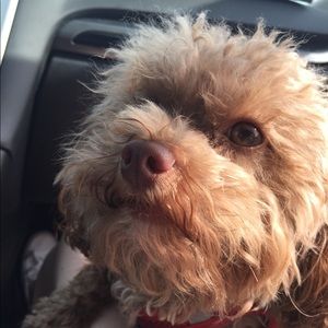 Meet your Posher, Thomas